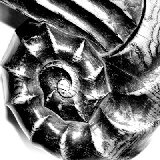 Schnecke_1